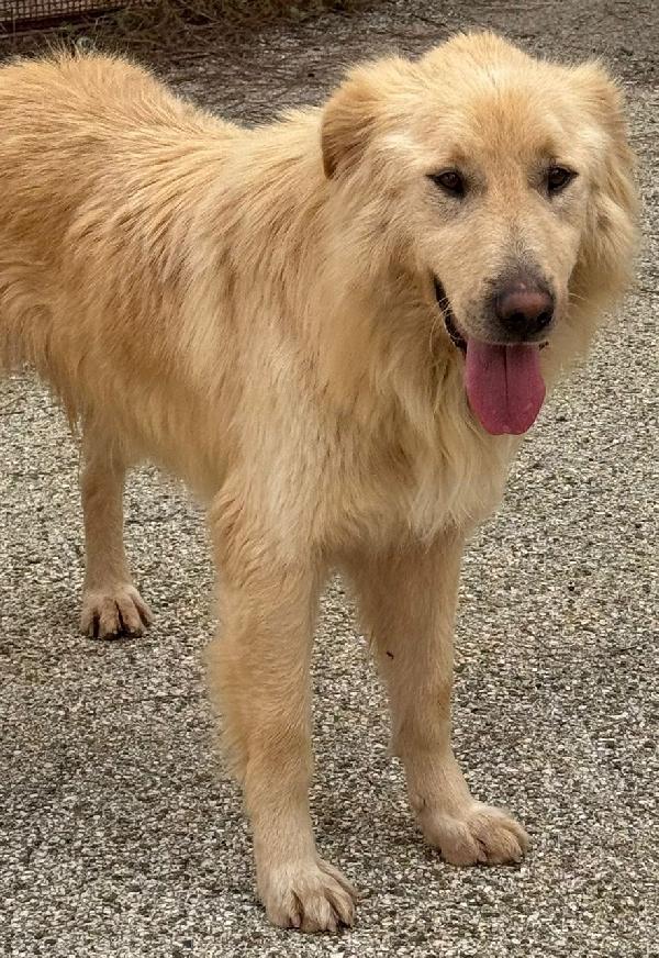 WHISKY e BIANCA, due cani bellissimi ma sfortunati Foto 6